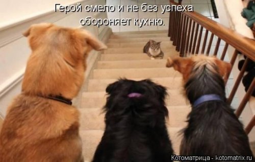 Новая котоматрица (36 фото)