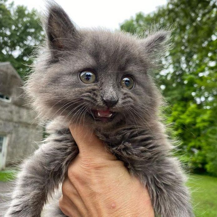 Без кота и жизнь не та