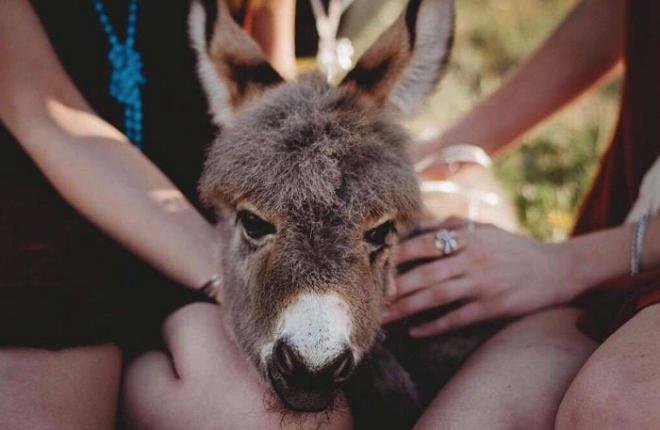 Ослик и руки