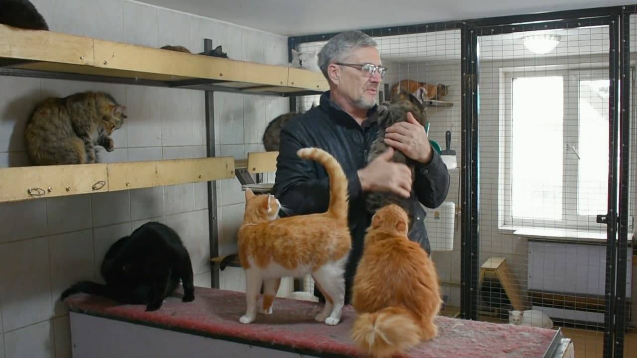 Житель Казахстана приютил на придомовом участке более 180 собак и кошек Общество