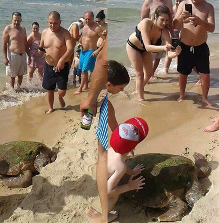 Группа идиотов довела черепаху до полусмерти, делая с ней селфи