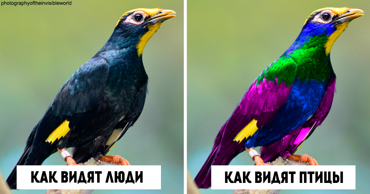 Вот как птицы видят мир по сравнению с людьми зрение,интересное,природа,птицы,факты