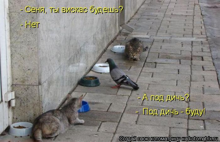 Котоматрица. Мысли вслух :) 