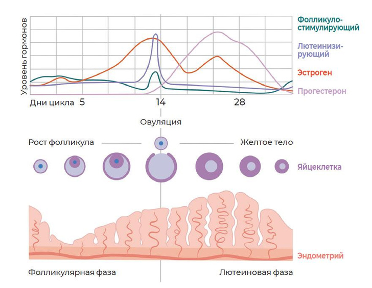 Какой гормон перед месячными. Фазы цикла фолликулярная овуляторная лютеиновая. Толщина эндометрия 1 фаза менструационного цикла. Фазы менструационного цикла фолликулярная овуляторная лютеиновая. Фазы менструационного цикла фолликулярная овуляторная.