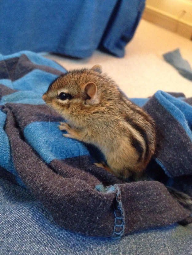 This teeny tiny chipmunk.
