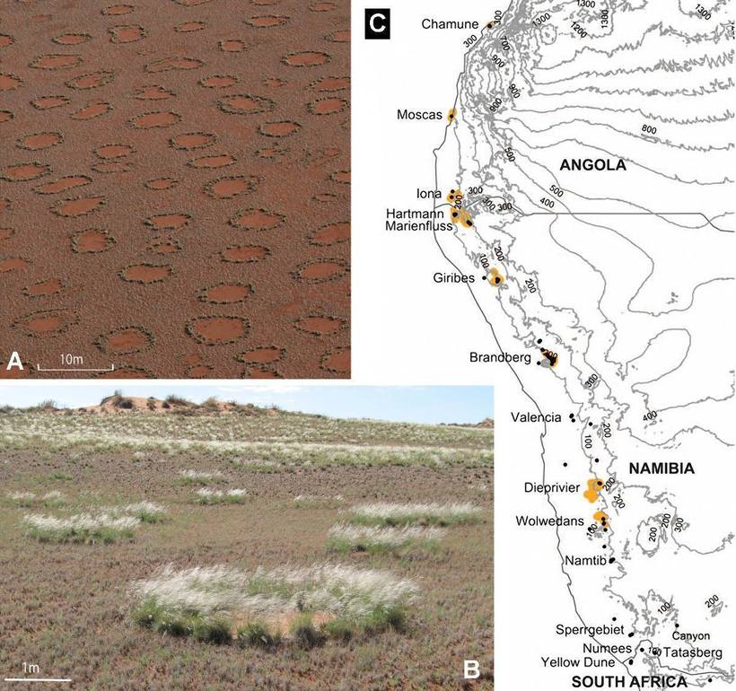 Ведьмины круги в пустыне Намиб: загадка, которой пока нет объяснения
