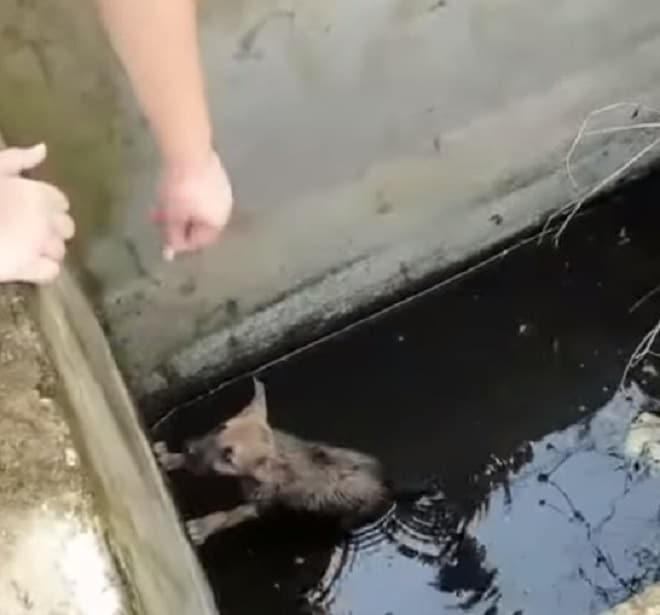 Два мальчика нашли крохотного щенка в грязной воде. Дети поняли, что сами его не спасут 