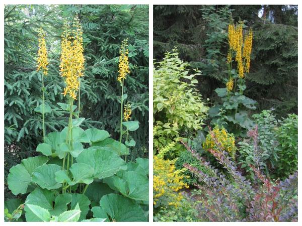 Слева - Ligularia sibirica, справа - Lilgularia veithiana