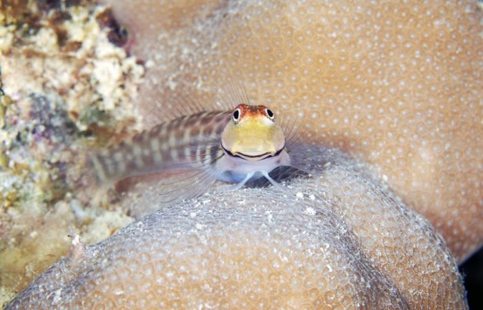 Другая вселенная, или тайны морских глубин на фотографиях российского биолога