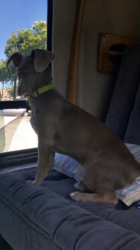 Спецслужбы рассекретили фотоулики маскировки пришельцев под собак! 