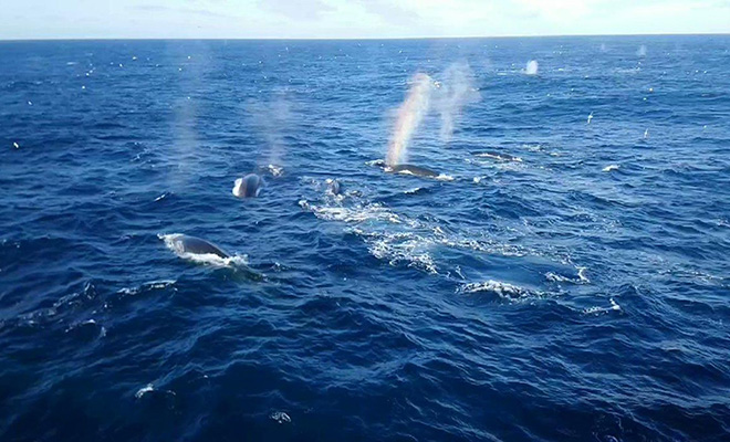 Туристы в круизе засняли на видео передвижение 1000 китов одновременно. Ученые пытаются понять причины объединения видео, стали, специально, много, встречали, размеров, подобных, скоплений, исследований Китовых, полярных, предназначено, надеются, судно, Endurance, Geographic, National, лайнер, круизный, привез, Туристов