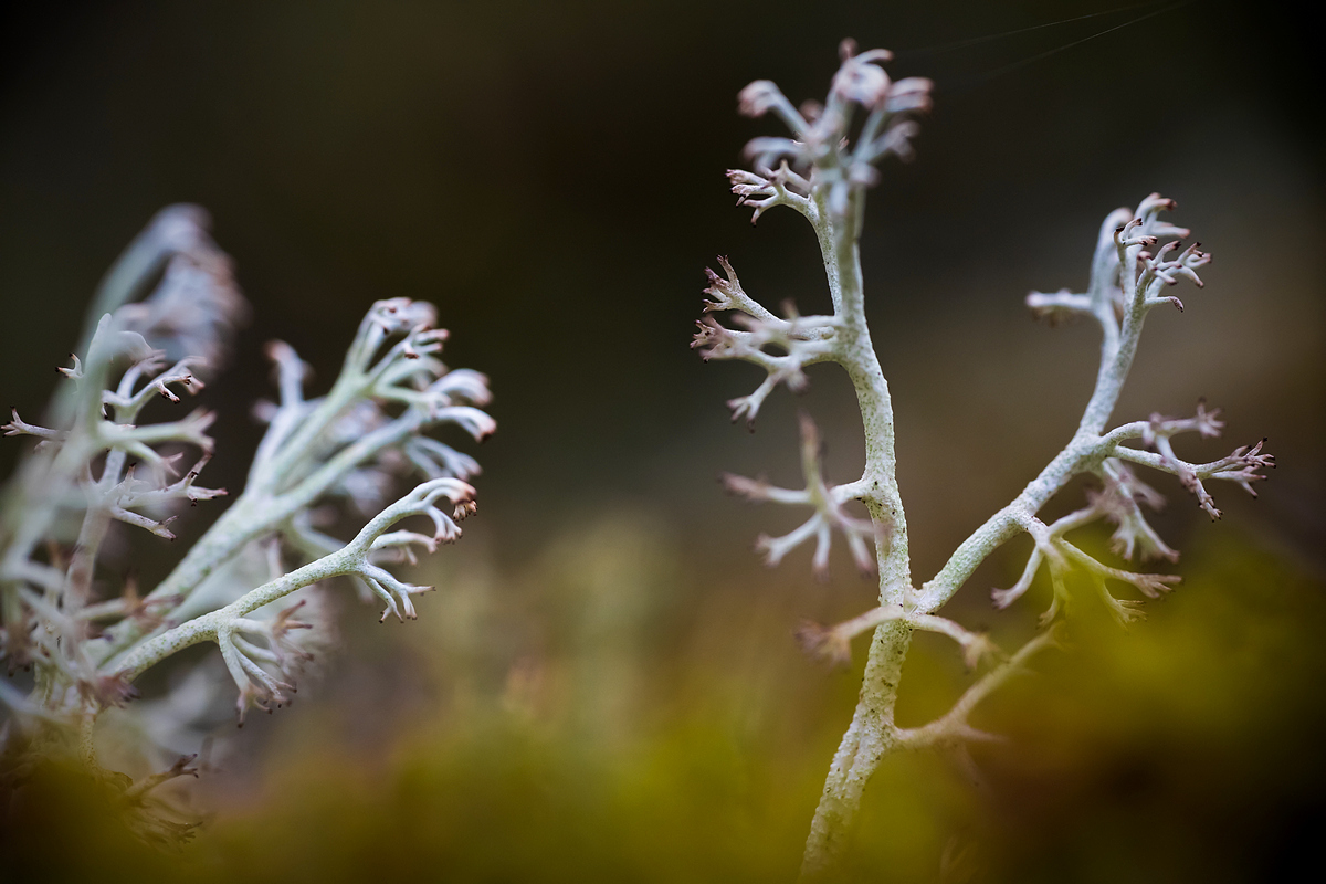 Олени мох это. Ягель олений мох. Лишайник олений мох. Лишайник ягель. Ягель оливковый.