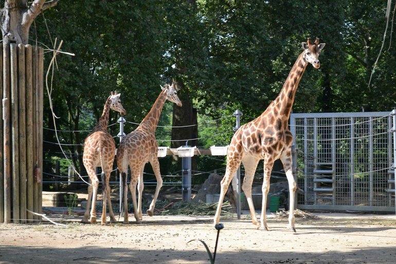 Зоопарк Антверпена - один из старейших парков мира зоопарк, животных, Антверпена, животные, вокзалом, более, несколько, животными, зоопарке, биотоп, Центральным, большим, время, окапи, рядом, девятнадцатого, зданий, зоологии, могут, Недавно