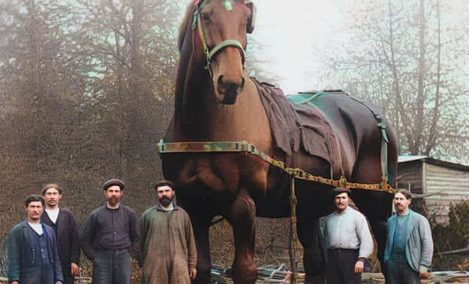Самая большая лошадь в истории была высотой с двухэтажный дом. Ее нашли на фото 1846 года