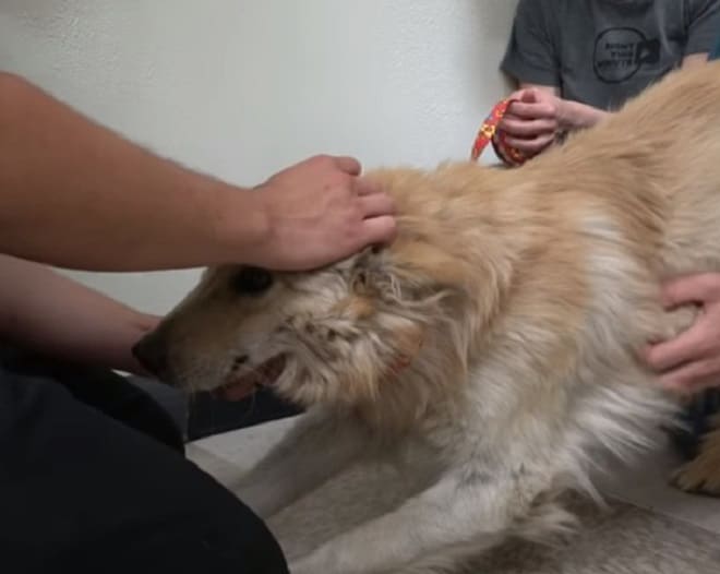 Собака на поводке