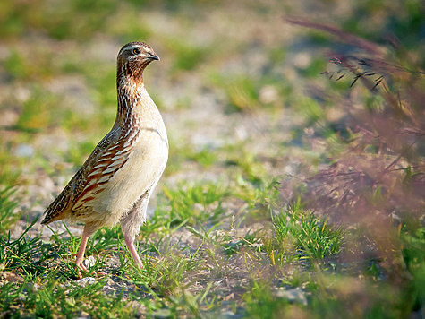 ФОТО SHUTTERSTOCK
