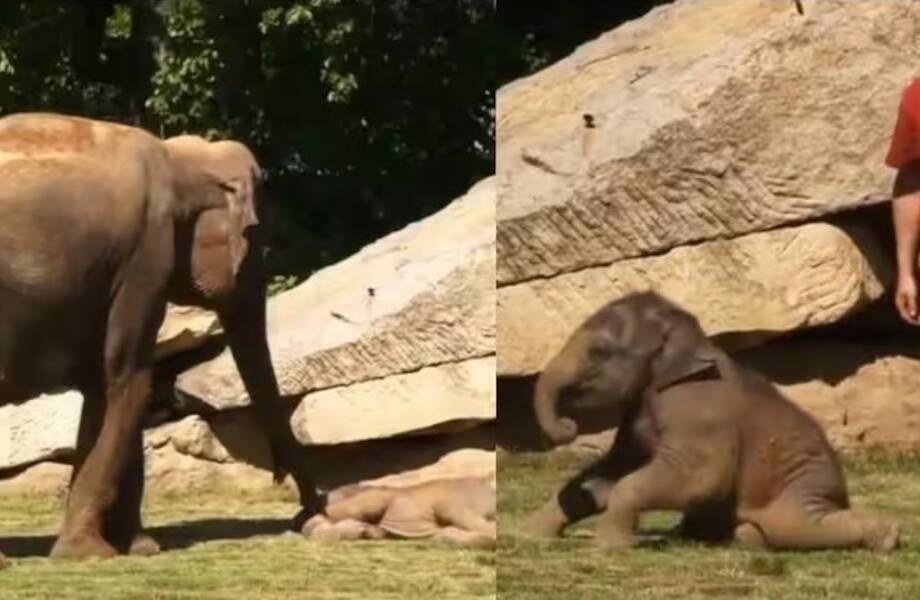 Милое видео о том, как спят слонята