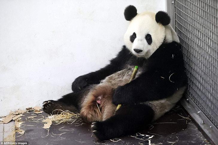 Панда Хао Хао родила крохотного детеныша в бельгийском зоопарке  (15 фото)
