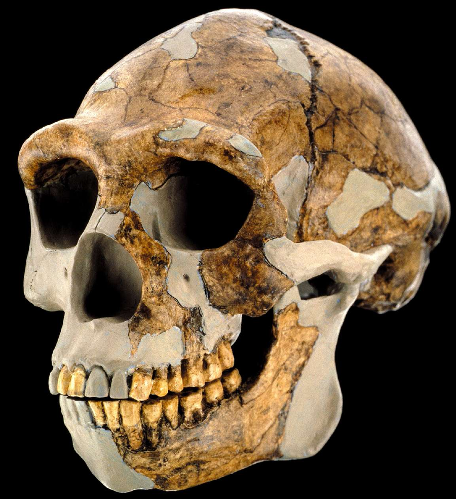  Череп Homo erectus. / © i.siteapi.org 
