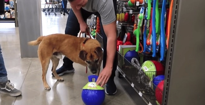 Приведя бездомного пса в магазин, парень решил, что купит ему все, к чему тот прикоснется мордочкой истории из жизни