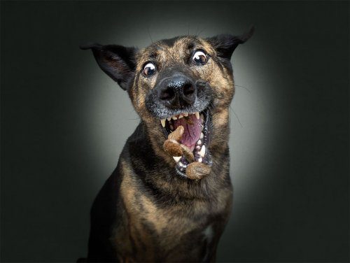 Фотографии собак, которые ловят еду Фотографии собак, которые ловят еду