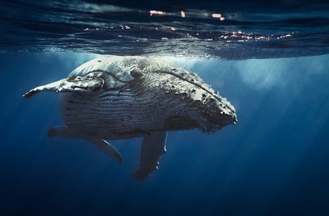 САМЫЕ РЕДКИЕ ЖИВОТНЫЕ горбатый кит