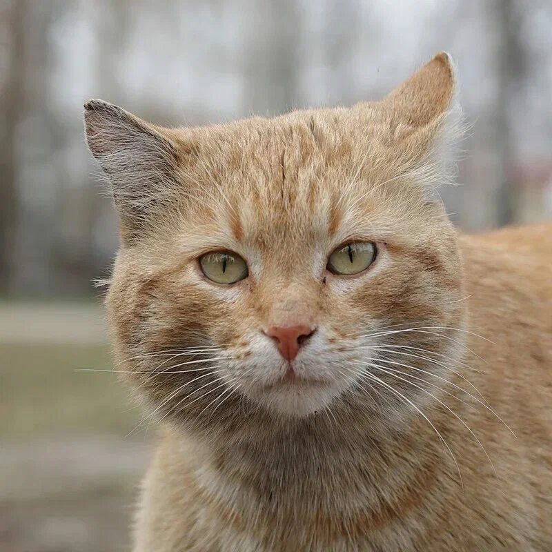 История из жизни.. и кот Мишка