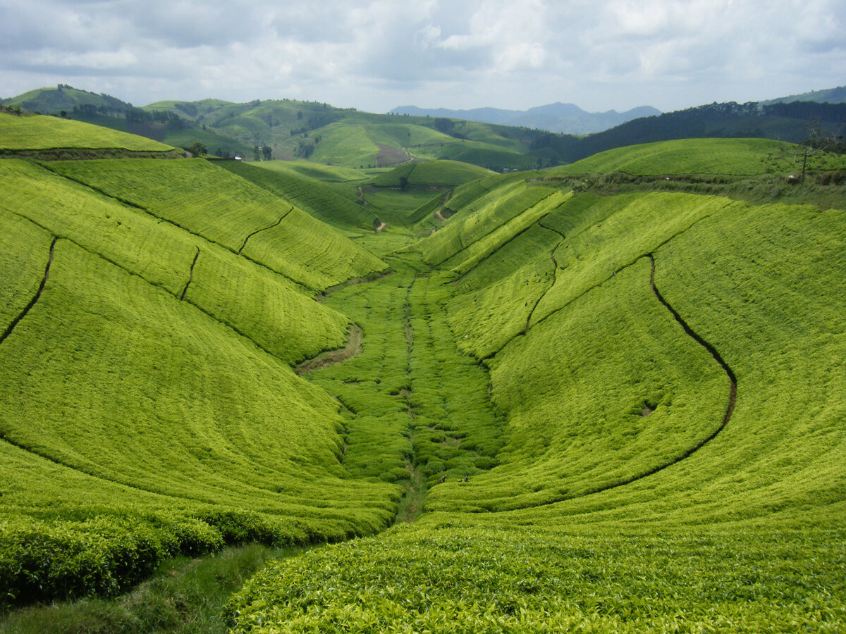 Чайные плантации в Руанде, Lake Kivu.