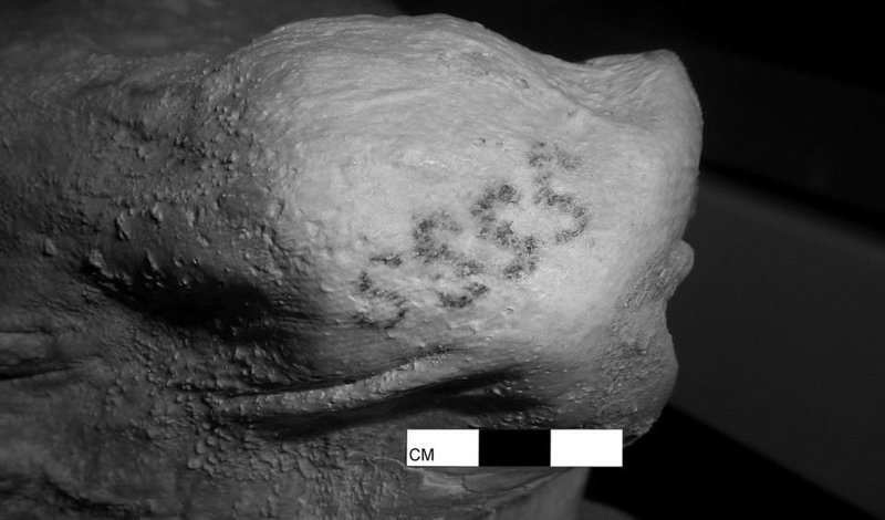 Ученые обнаружили татуировки на древних египетских мумиях мумия, наука, раскопки, тату, татуировка, ученные