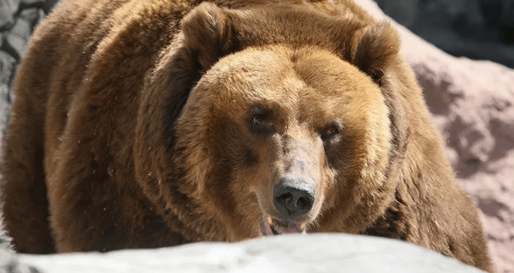 Медведица в омском зоопарке три месяца скрывала, что стала мамой тройни