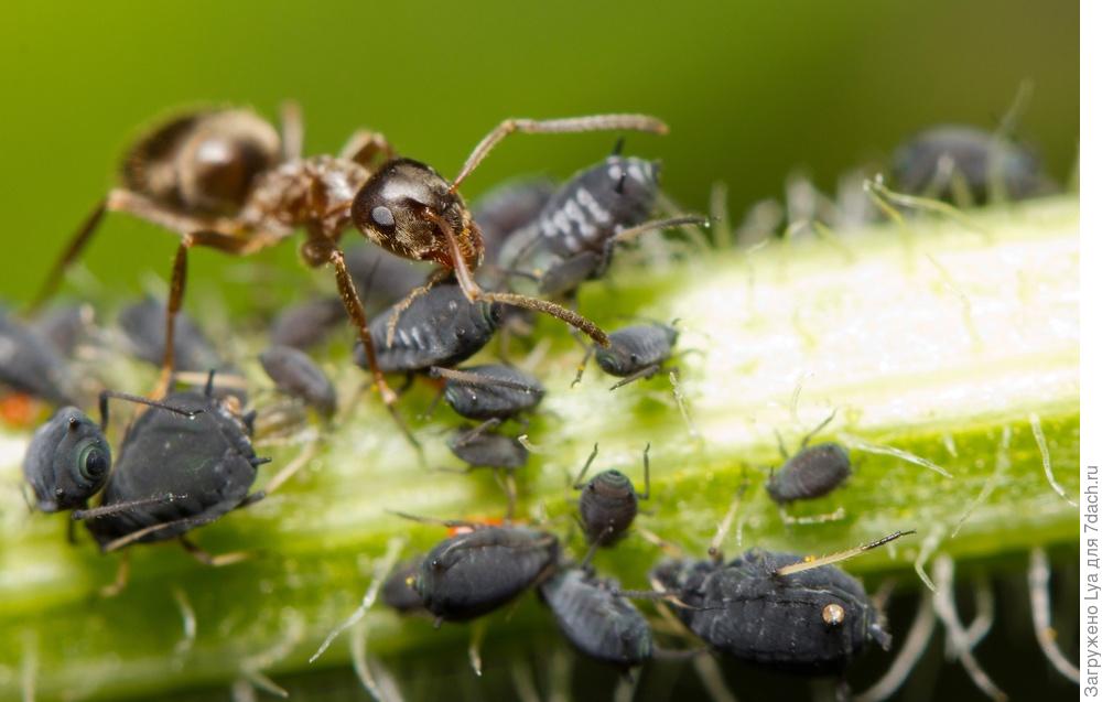Муравьи на садовом участке: друзья или враги? муравьи, муравьёв, растений, которая, более, может, вредят, можно, польза, гусениц, муравейники, нашей, начинают, личинок, участке, пользу, видео, местах, муравьями, маленькие