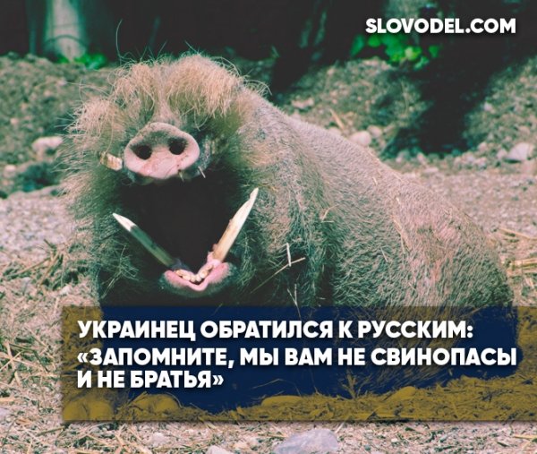 Украинец обратился к русским: «Запомните, мы вам не свинопасы и не братья»