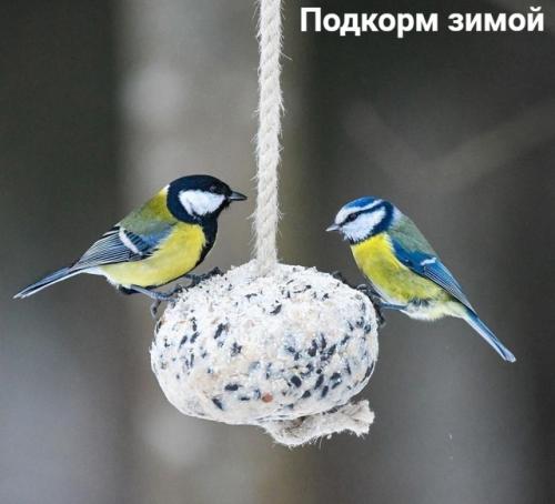 Пора птиц подкармливать.