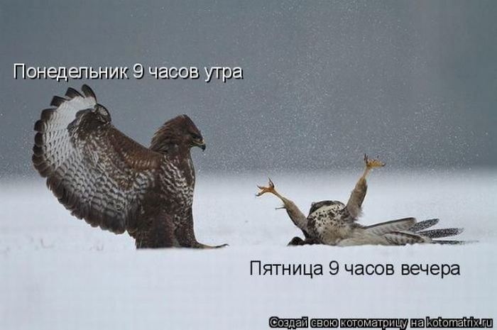 Мысли вслух :)