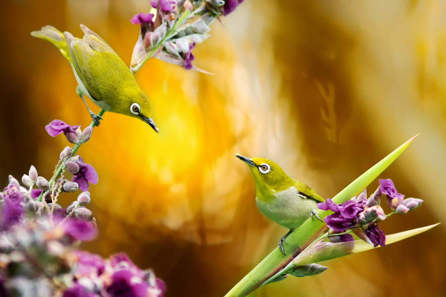 ～ Watching you ～, автор — FuYi Chen на 500px.com