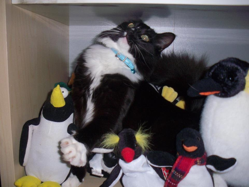 10 фото, к которым нужно как следует приглядеться, чтобы найти котика 10 фото, к которым нужно как следует приглядеться, чтобы найти котика