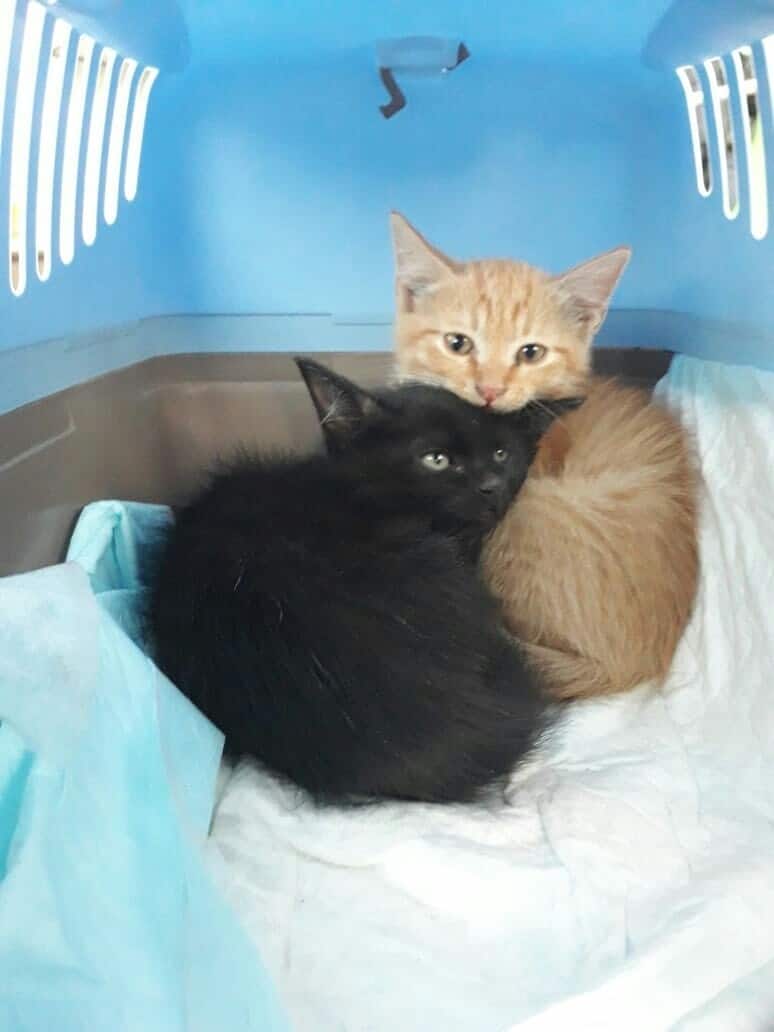 два котенка