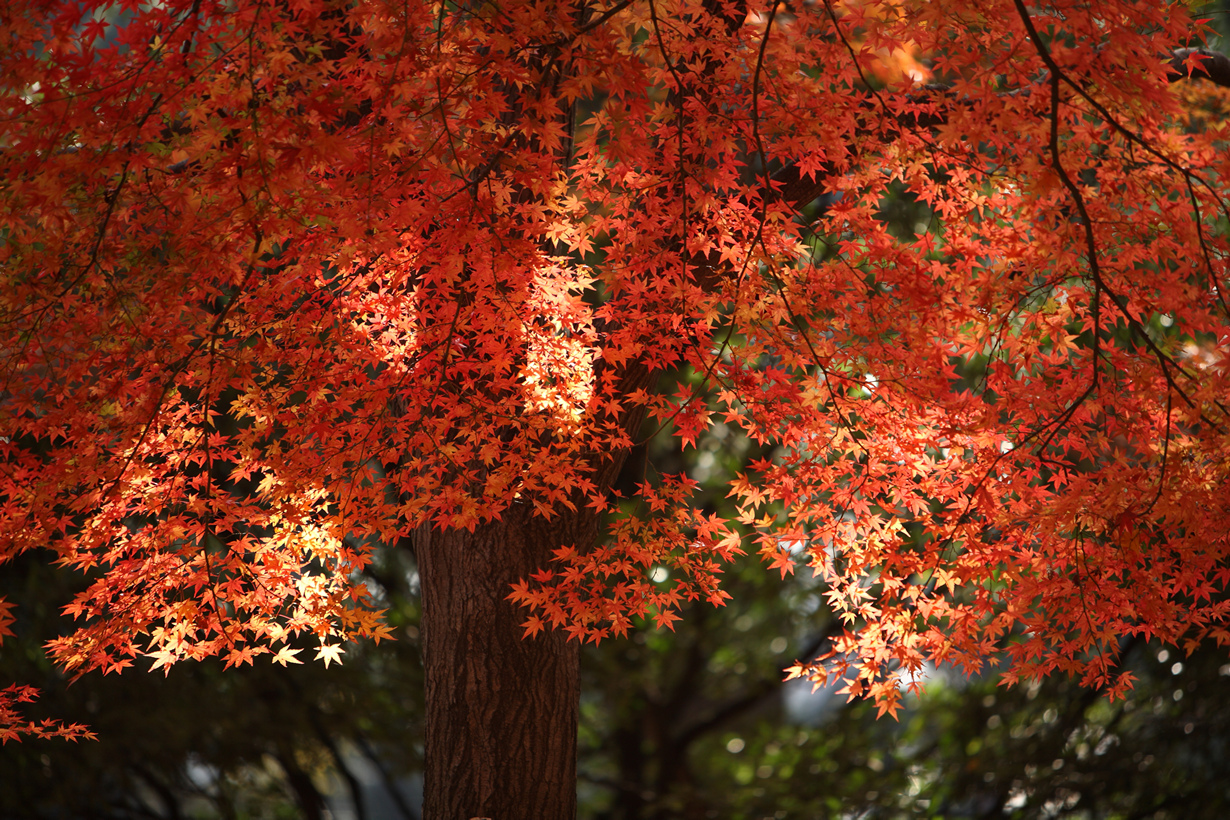 В осеннем парке. (mrhayata)