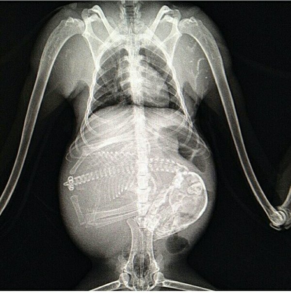 14 захватывающих рентгеновских снимков беременных животных! беременность,животные,интересное,рентгеновские снимки