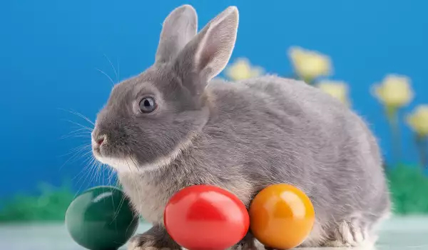 Легенда о пасхальном кролике