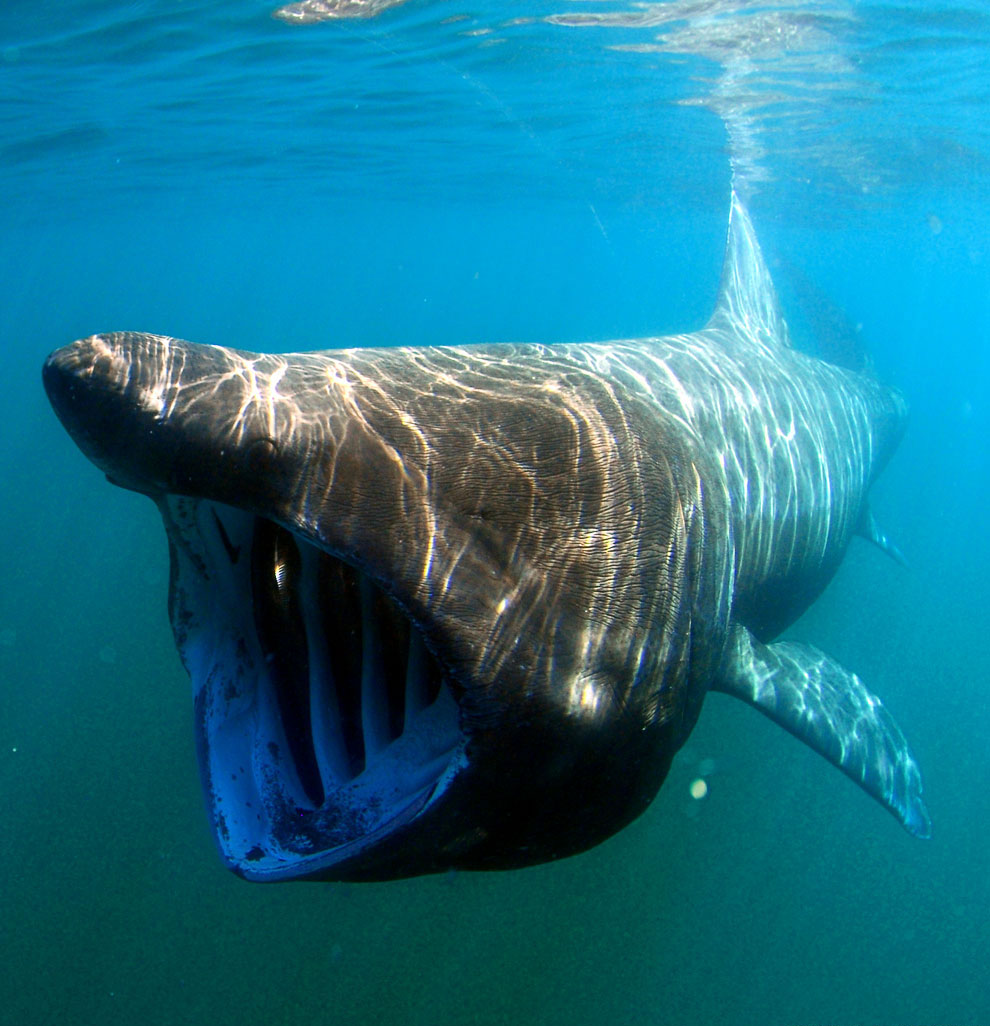акула фотографии самая большая