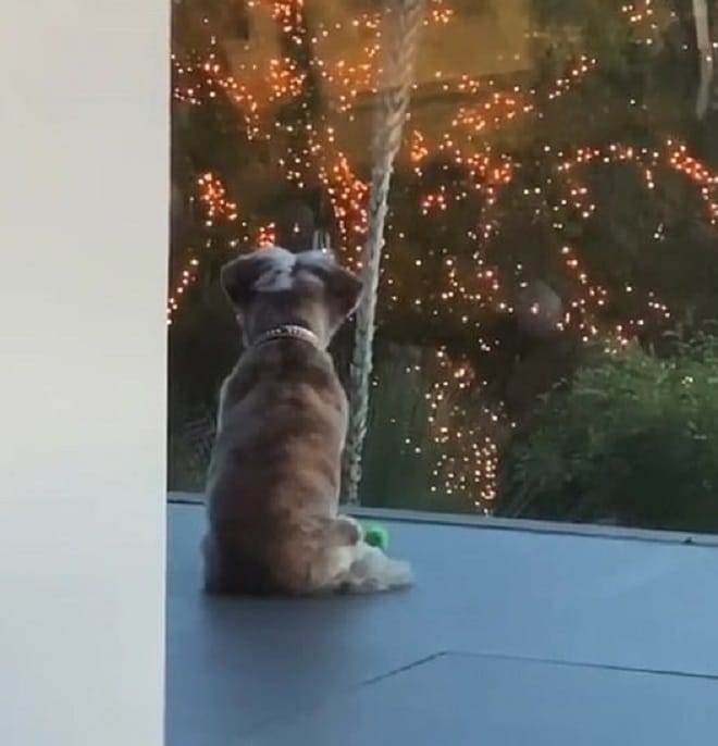 Собака сидит