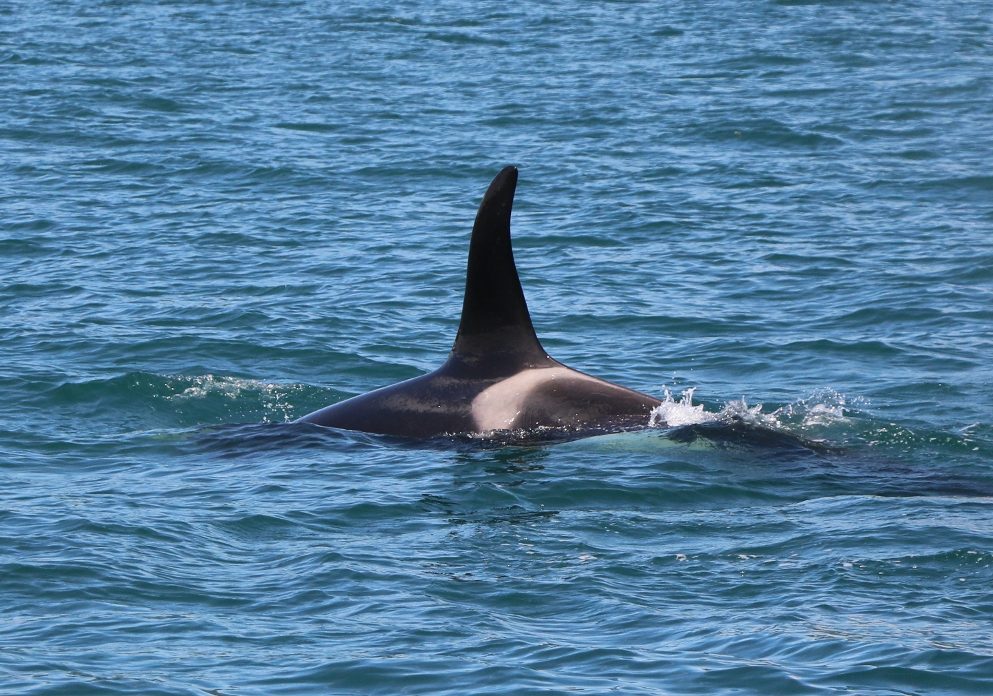 Камчатка. Часть 1-я. Вдоль камчатского берега - великолепие пейзажей и удивительный животный мир прибрежных вод. 