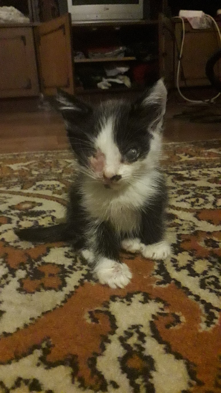 больной котенок