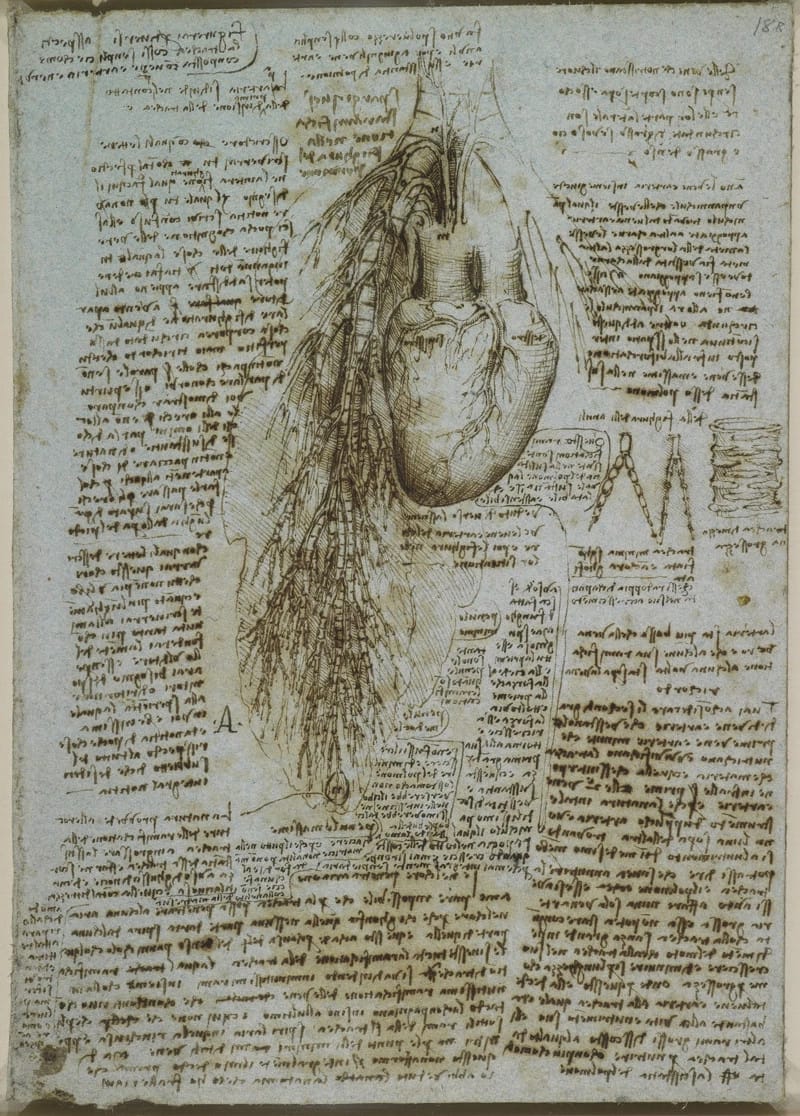 Recto: Studies of the heart and pulmonary vessels of an ox. Vers