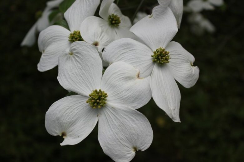 Ботанический сад в пражском Вышеграде Ботанический сад в пражском Вышеграде