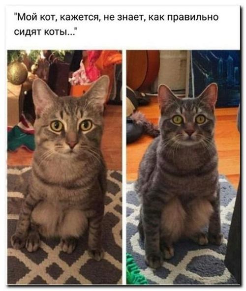 Свежие классные смешные картинки Свежие классные смешные картинки