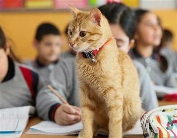 Как рыжий кот официально устроился на работу в школу животные, коты, школа