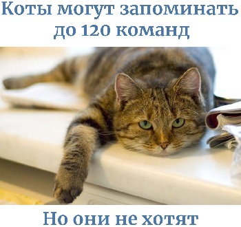 Пять минут хорошего настроения город одесса,Дональд Трамп,комиссия по проверке техники,одесский оперный театр,одесский оперный театр,город одесса,Оперный театр,Яблоко