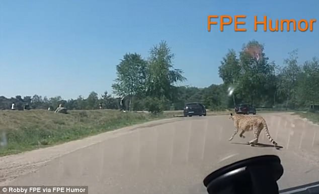 Гепарды чуть не съели французских туристов, которые вышли из машины на сафари